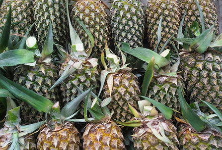 Pineapple Export 