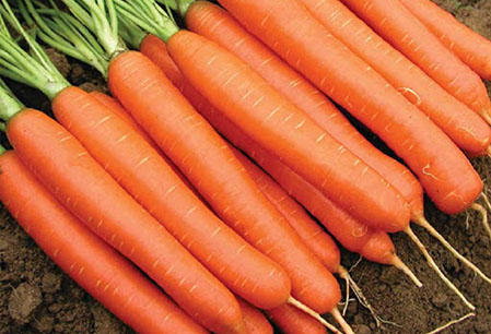 cà rốt đà lạt