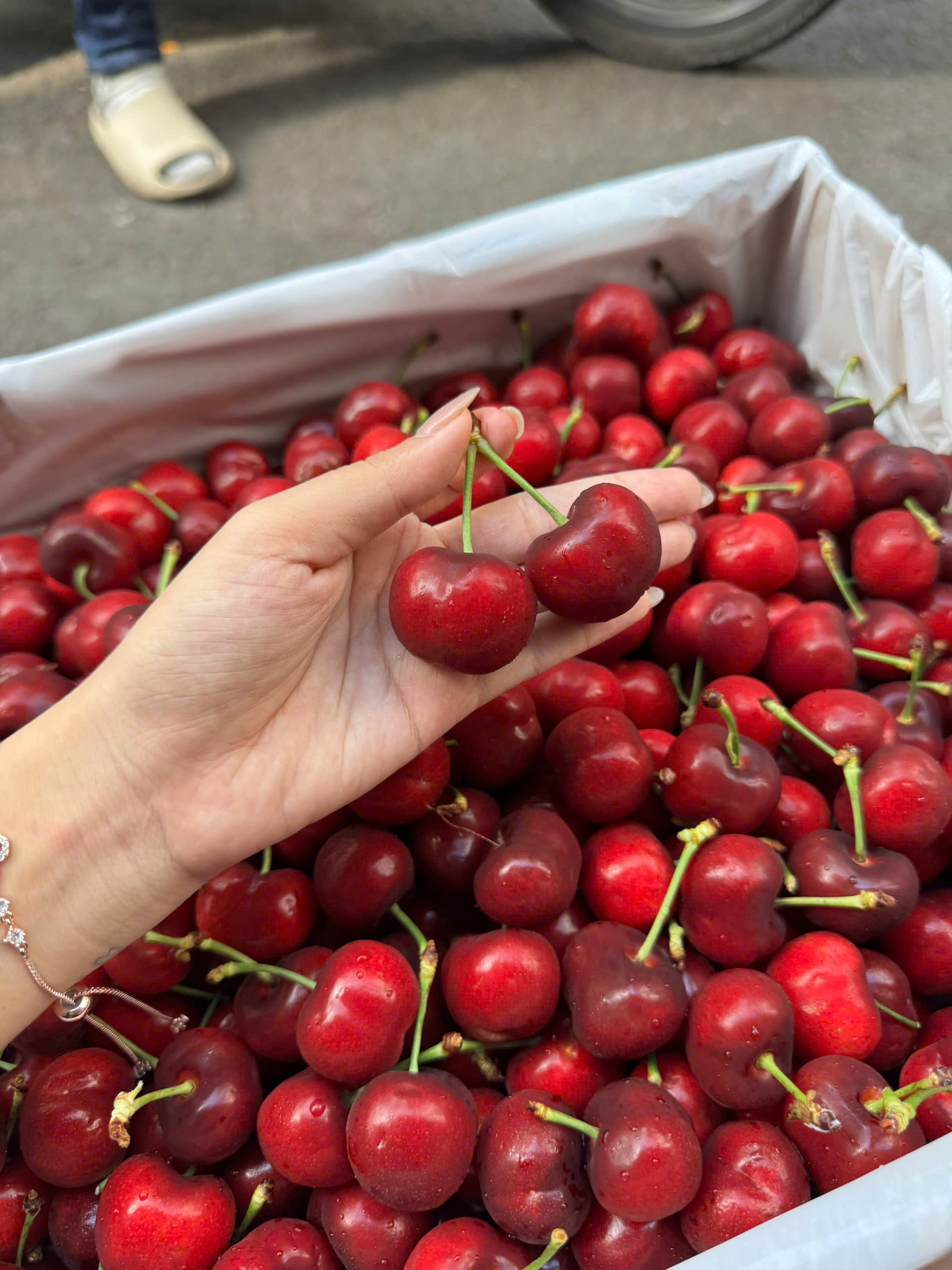 Cherry stemitl