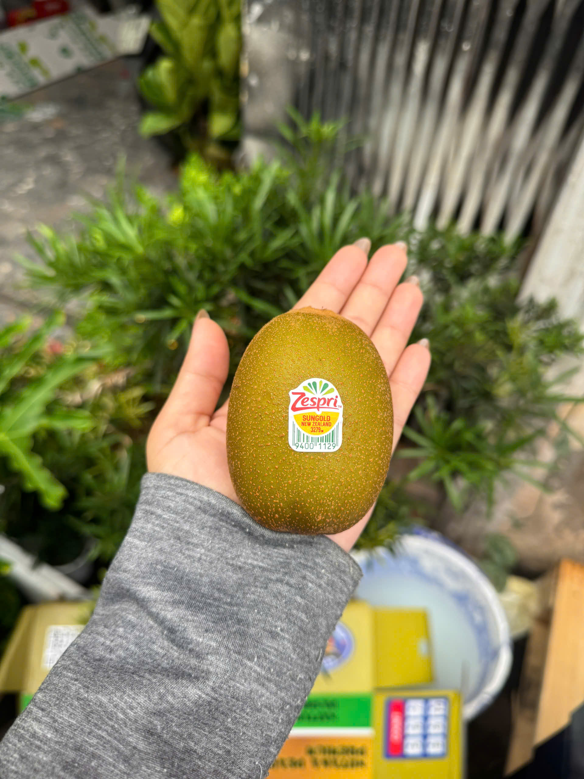 Kiwi