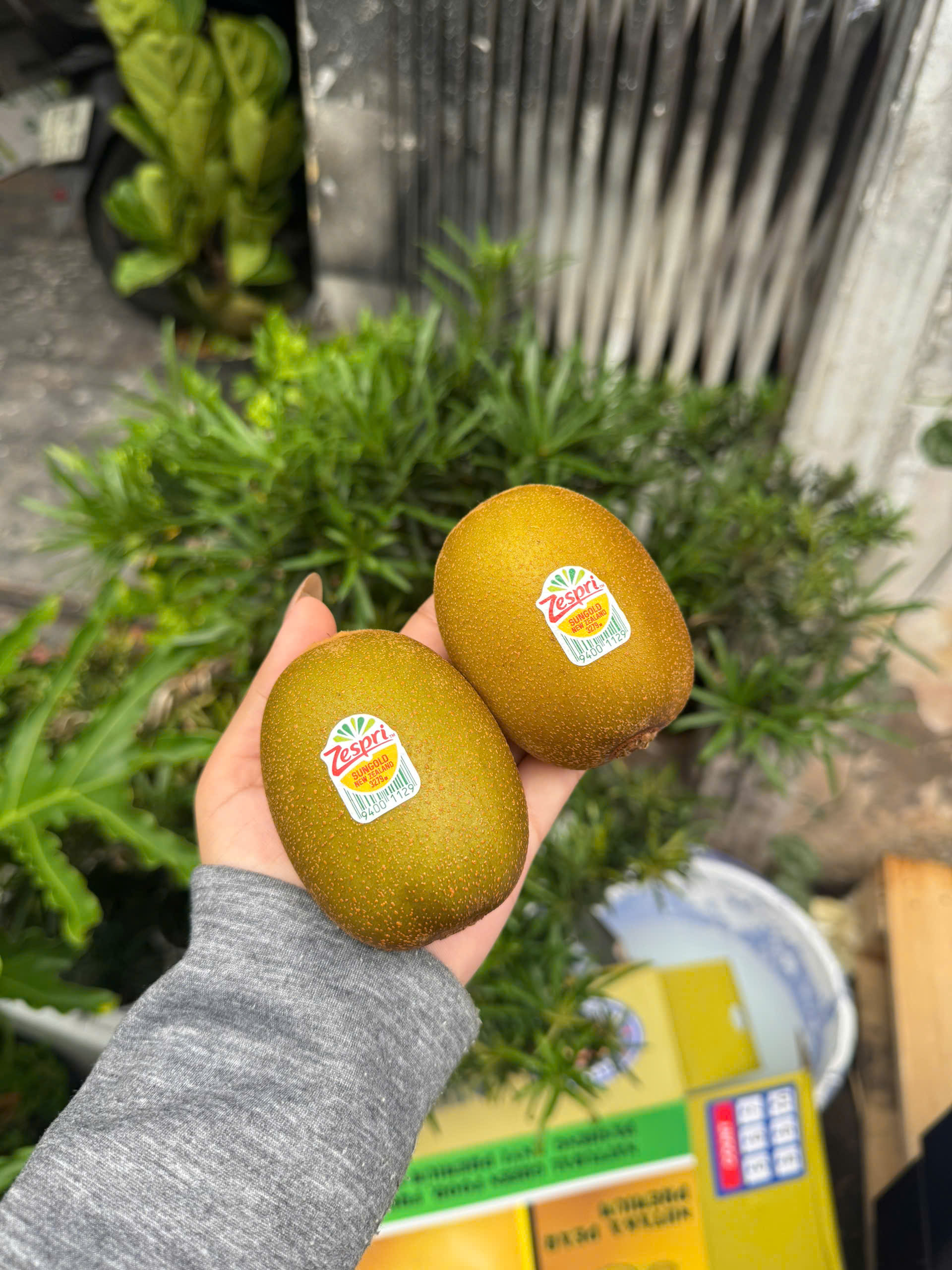Kiwi