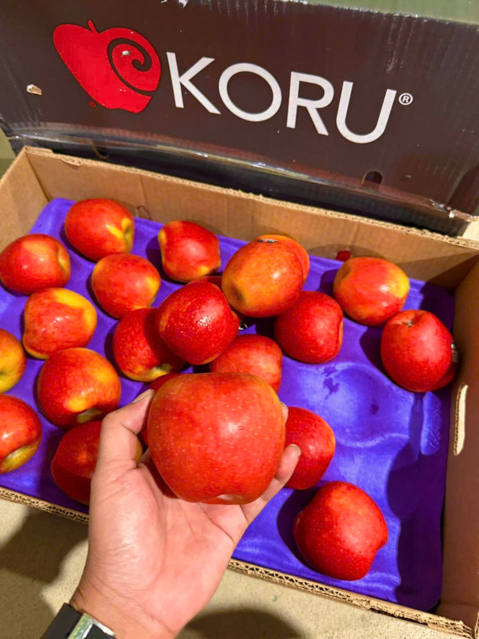 Táo koru