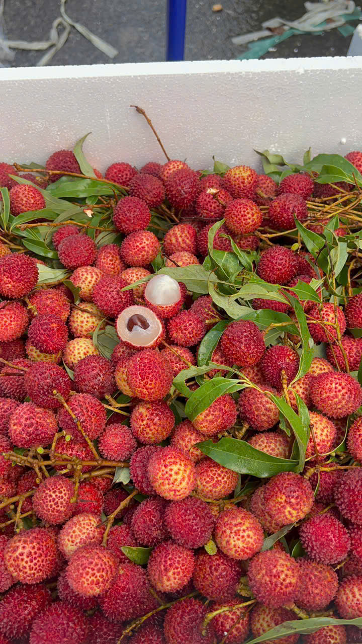 Trái vải thái