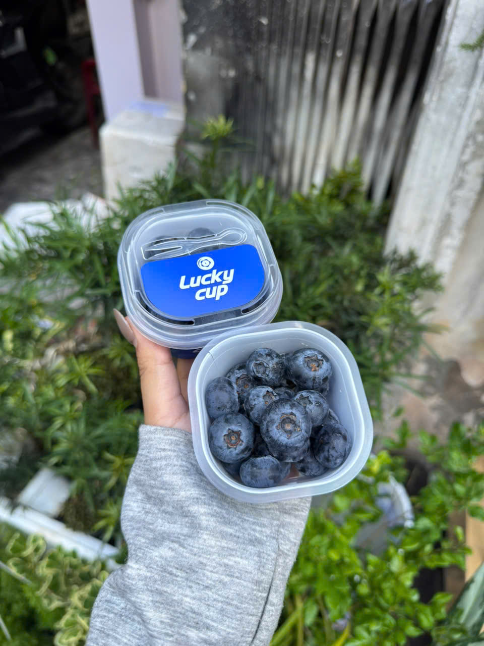 việt quất Lucky